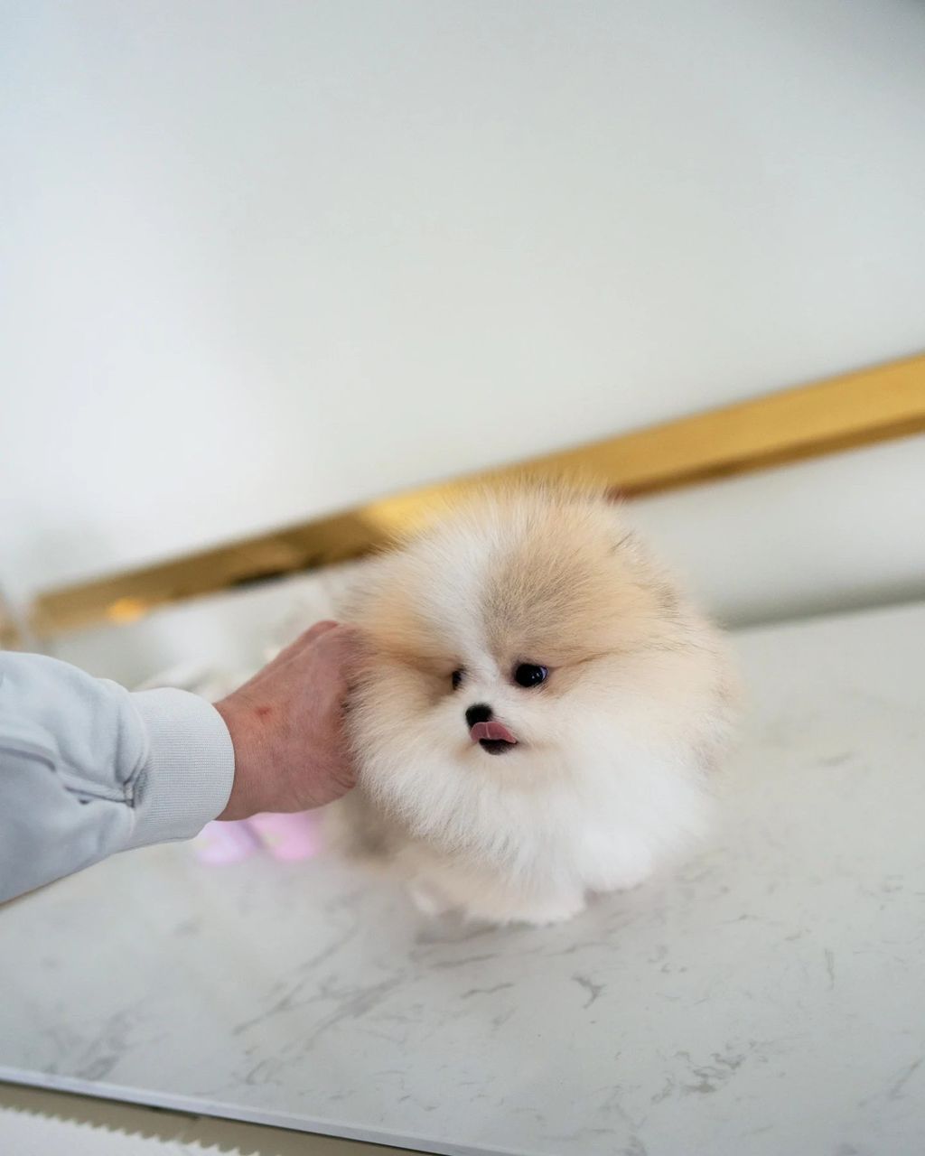 random pup